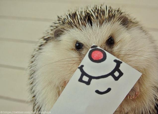 Illustration for article titled Hedgehog Impersonates Pikachu (and More)